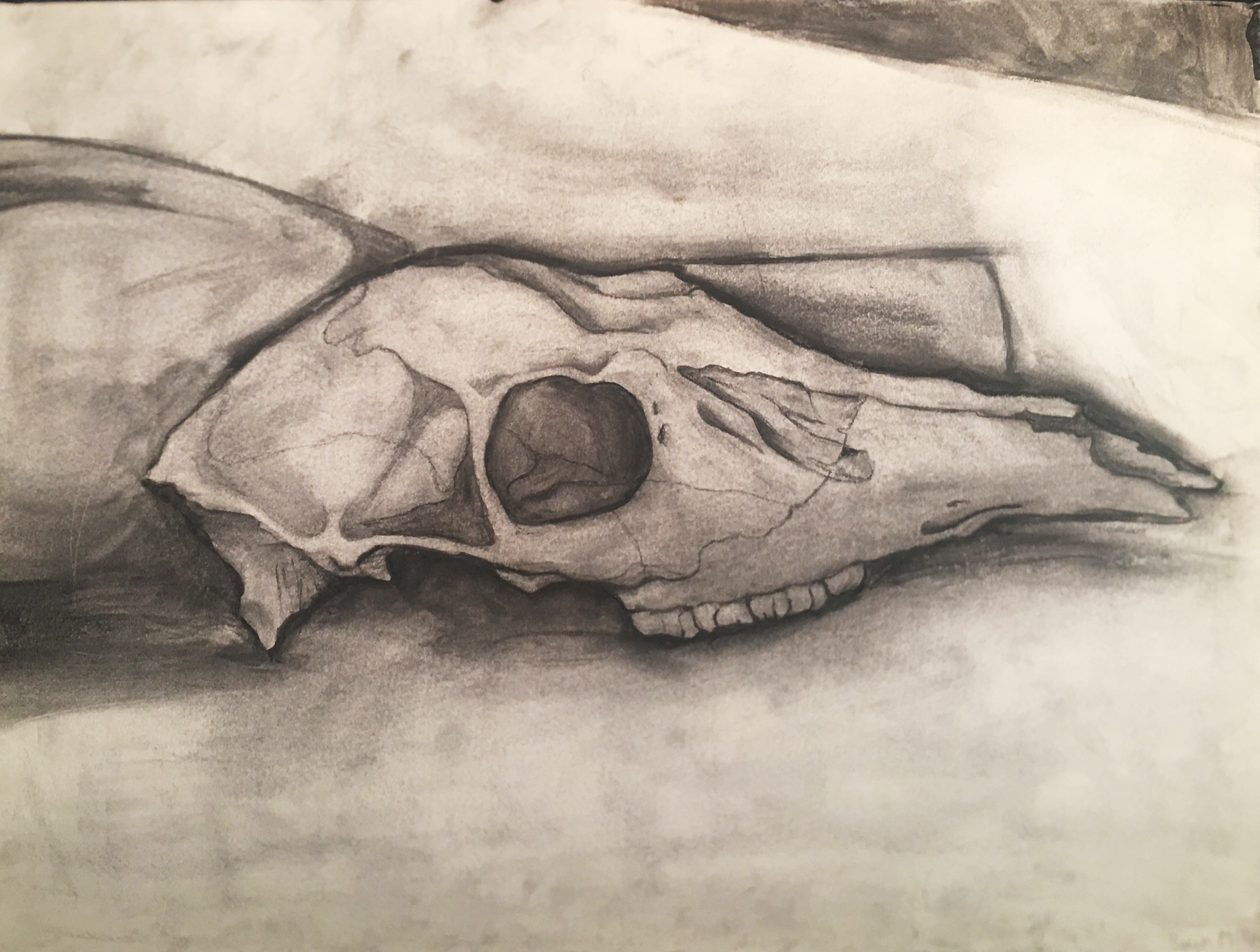 Sarah Miller - Skull