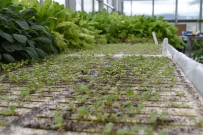 Baby plants and fully formed heads of lettuce grow in a large greenhouse at SUNY Cobleskill.