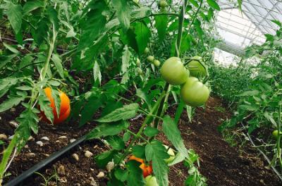 Vegetables are grown in a greenhouse on the Tompkins Cortland Community College farm. 