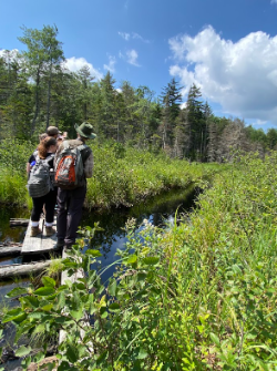 Raquette Lake - marsh