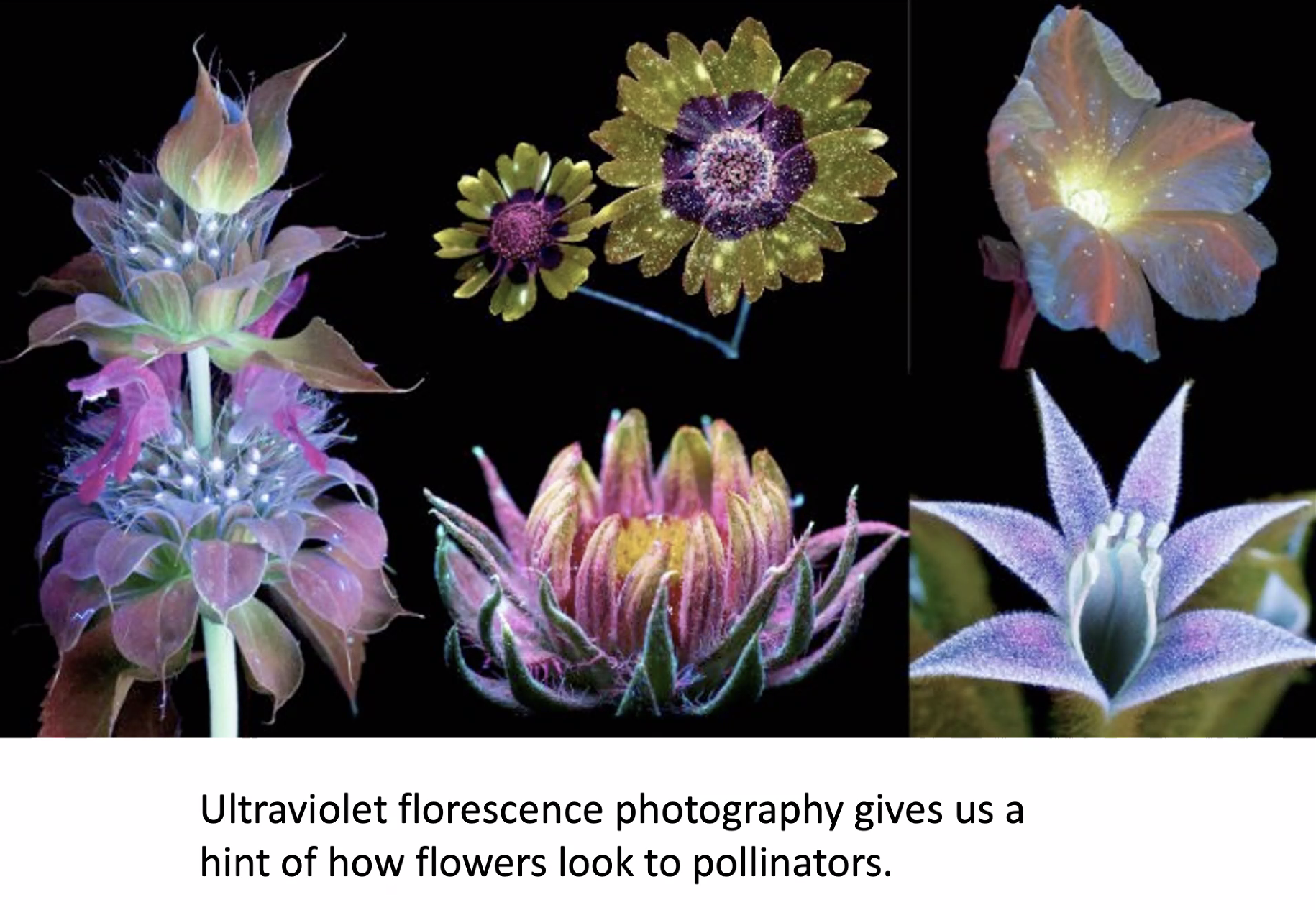 ultraviolet plants