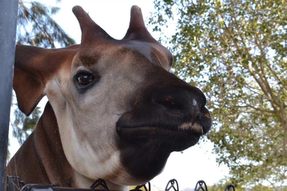 San Diego Zoo